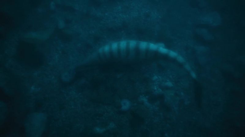 Globidens may have killed dozens