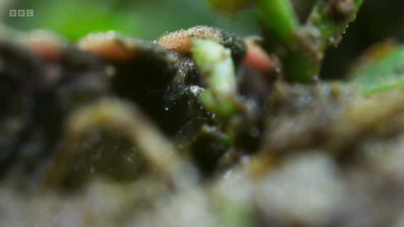 Glow worm larvae are always hungry