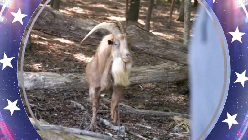 [GOAT BAAING]