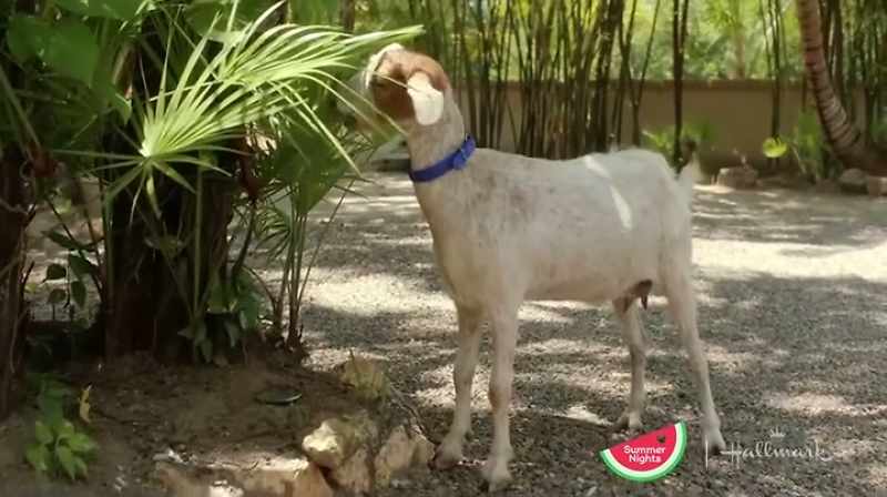 (goat bleats)