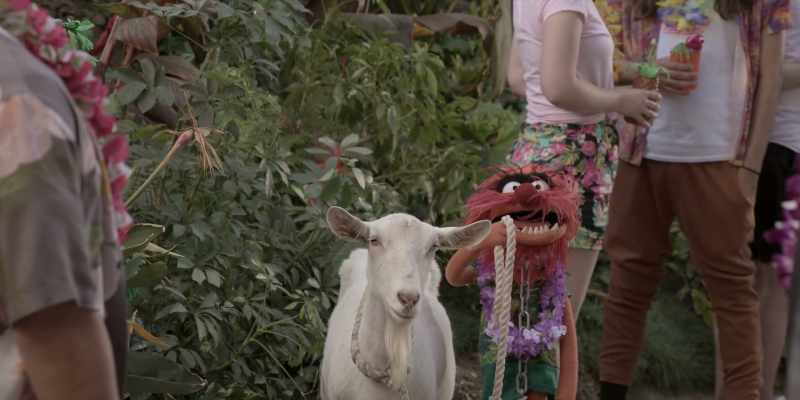 (GOAT BLEATS)