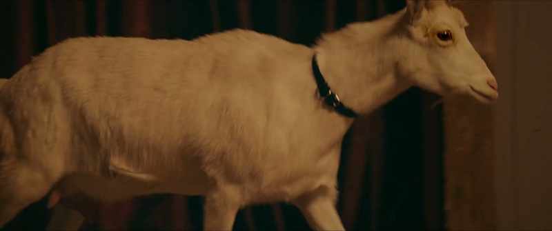 [goat bleats]
