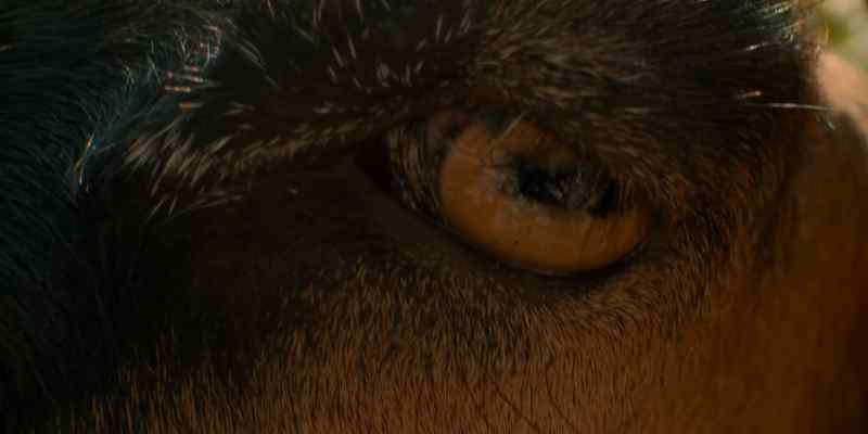 [goat panting]