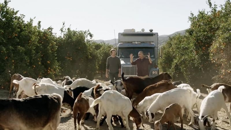 Goats! -[goats bleating]