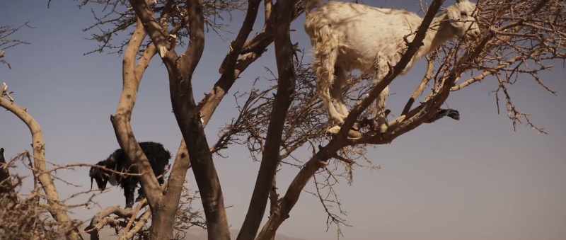 Goats in a tree. -It's a fraud, David