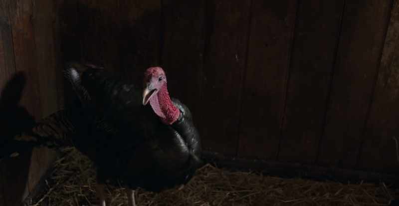 [Gobbles gobbles]
