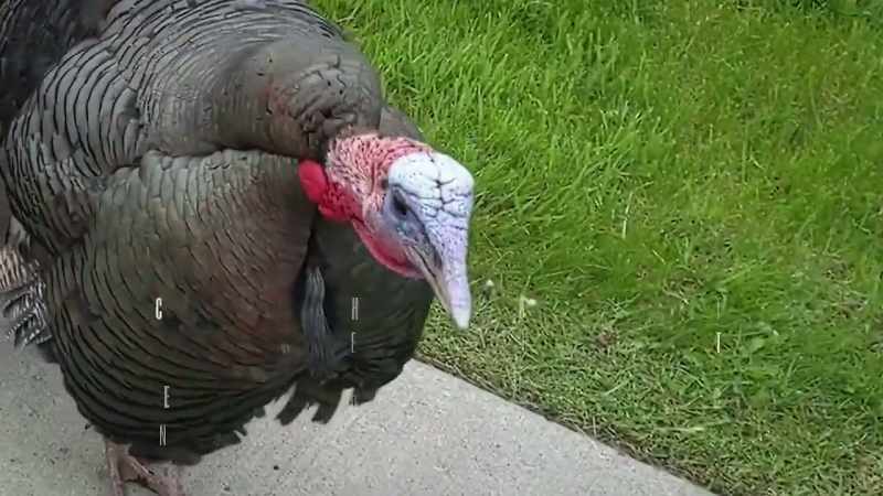 �[ Gobbling ] ‐Good thing I had a bike