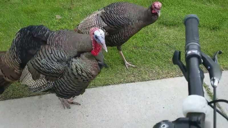 �[ Gobbling ] ‐[ Laughs ]