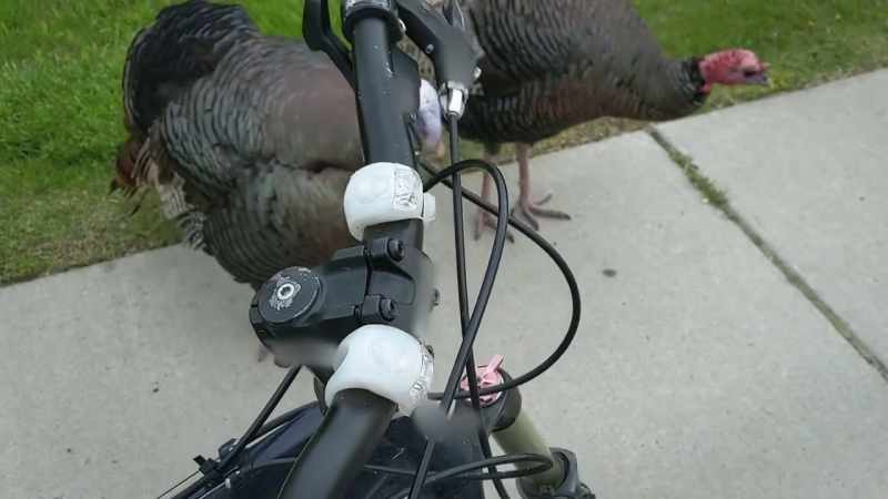 �[ Gobbling ]