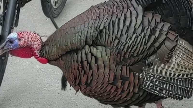 �[ Gobbling ]
