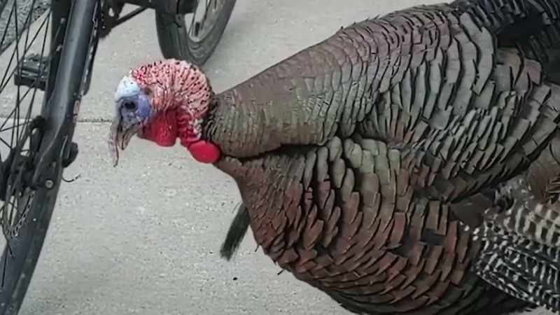 �[ Gobbling ] ‐...