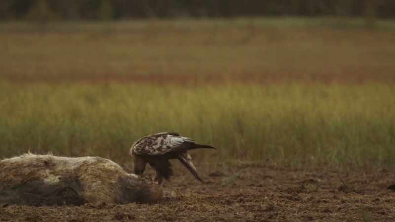 Golden eagles dig in while the coast is clear