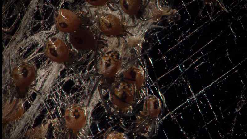 Golden orb web spiders live for only a year