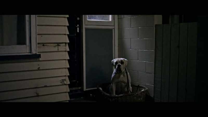 Good boy. I've got some biscuits. Yeah?