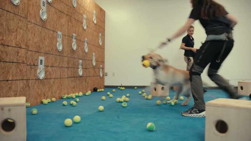 Good boy! Wa-ha-haw!