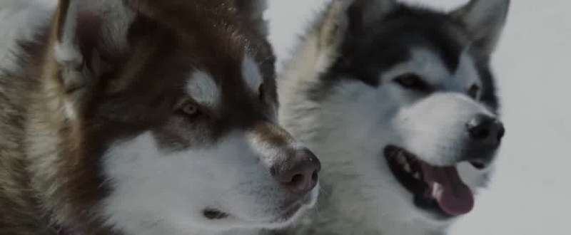 Good boys