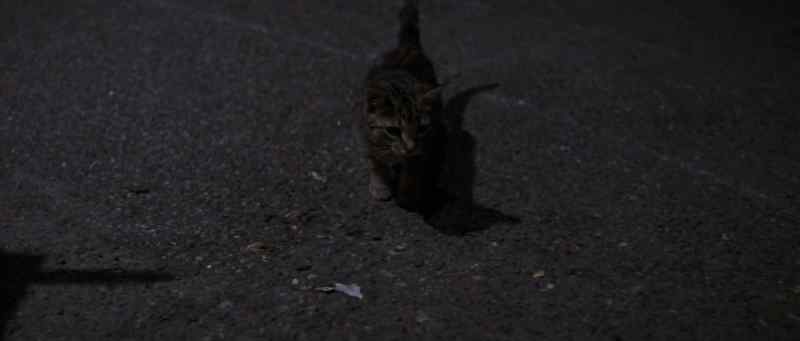 Good cat