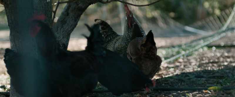 Good morning.[CHICKENS CLUCKING]