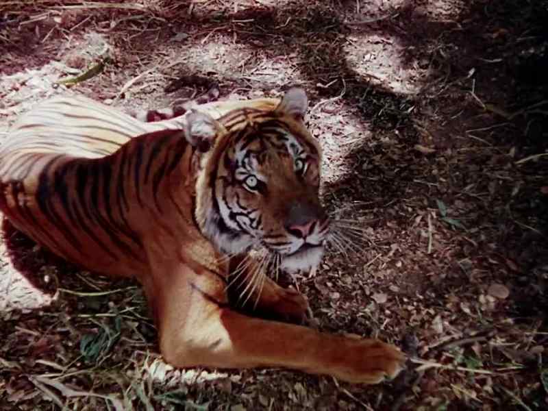 Good morning, Shere Khan