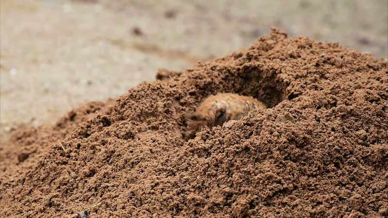 Gophers will not build mounds