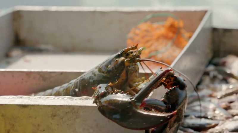 GORDON Pull out the lobsters