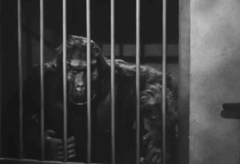 [GORILLA COOING]