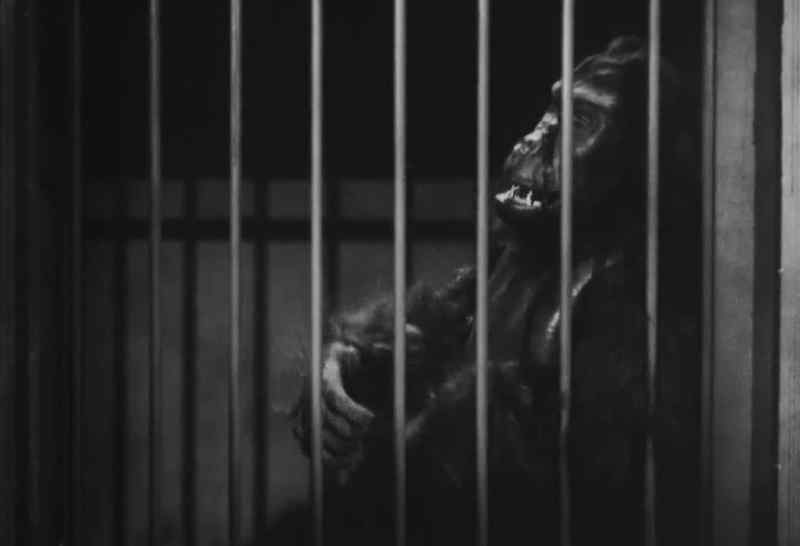 [GORILLA SOUNDS]