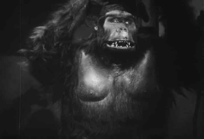 [GORILLA SOUNDS]