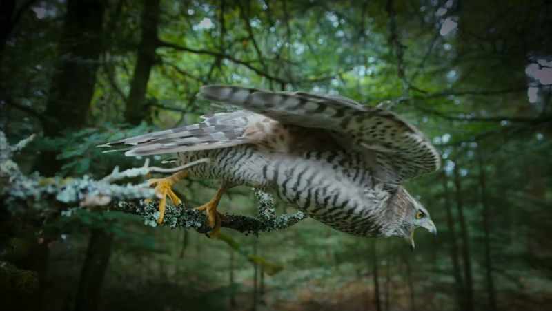(GOSHAWK CHIRPS)