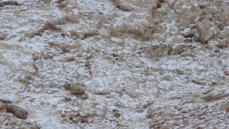 Got a snow leopard sneaking up on blue sheep