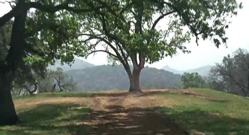 Grandpa! Watch out for that tree!