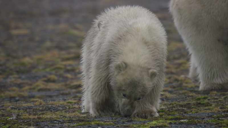Grass is a poor meal for a growing cub