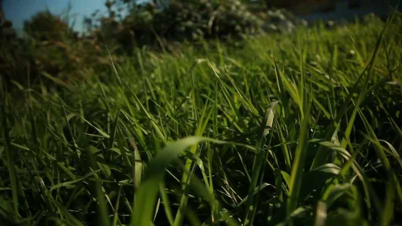 Grass showed where Squires had walked in