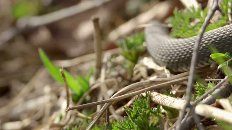 Grass snakes also prefer life with a water view