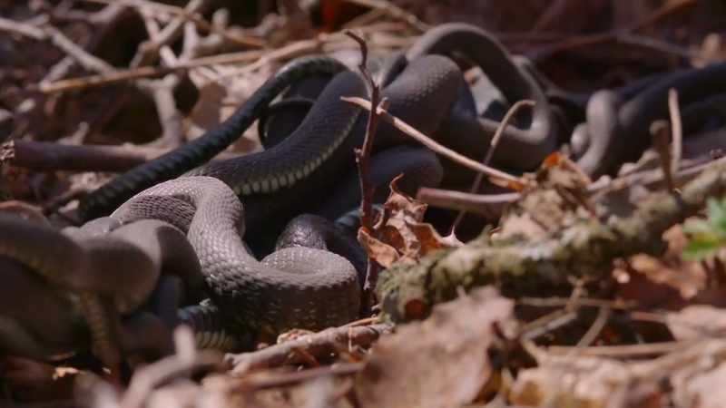 Grass snakes are common in Scandinavia