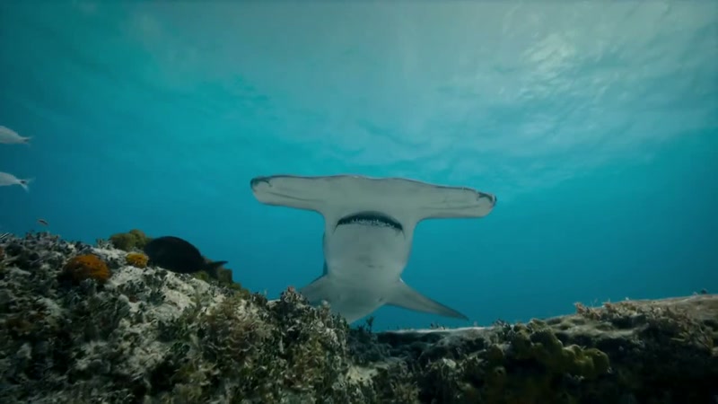 'Great hammerhead sharks