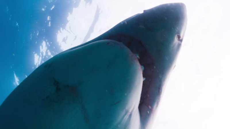 Great white sharks