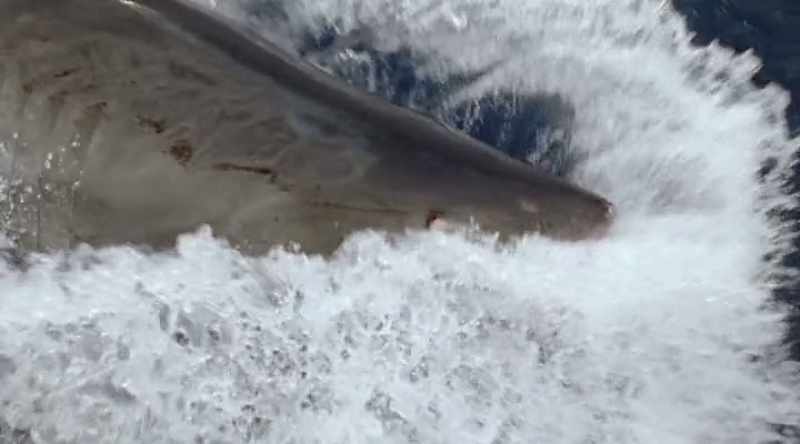 Great whites have a type of eyelid