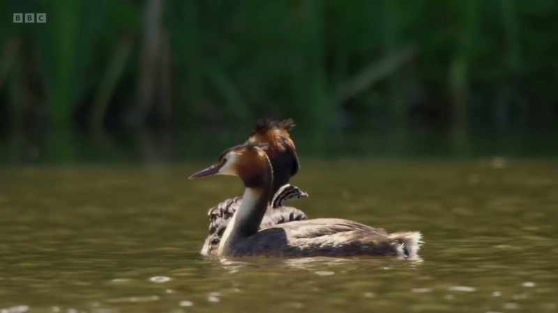 Grebes that dance together stay together