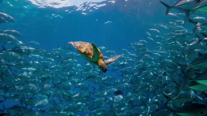 Green turtles, here in Borneo
