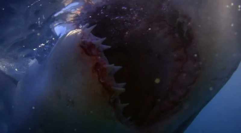GREG (off-screen): When it comes to a shark attack, you're being bitten by a shark