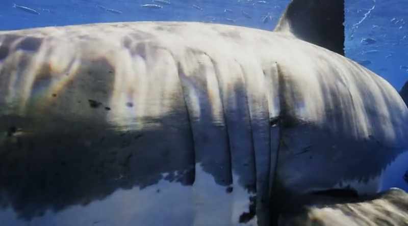 GREG: We found out that white sharks around Cape Cod