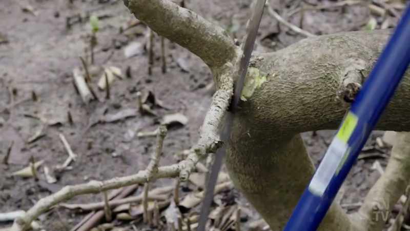 Grey mangrove trees like this one are softwood