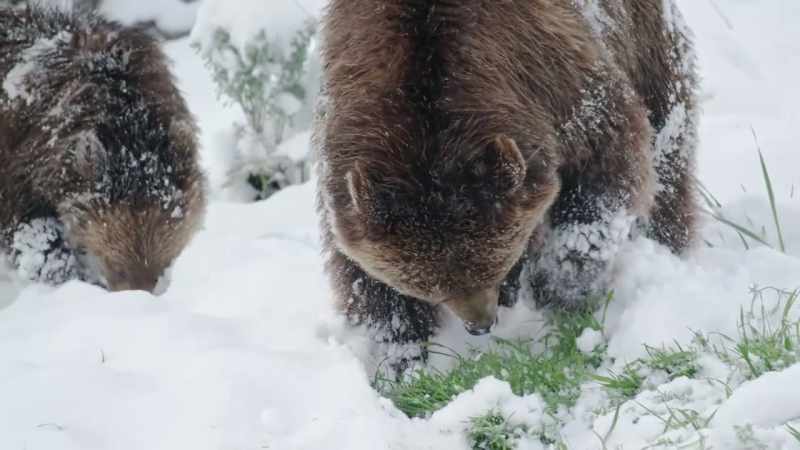 Grizzlies forage