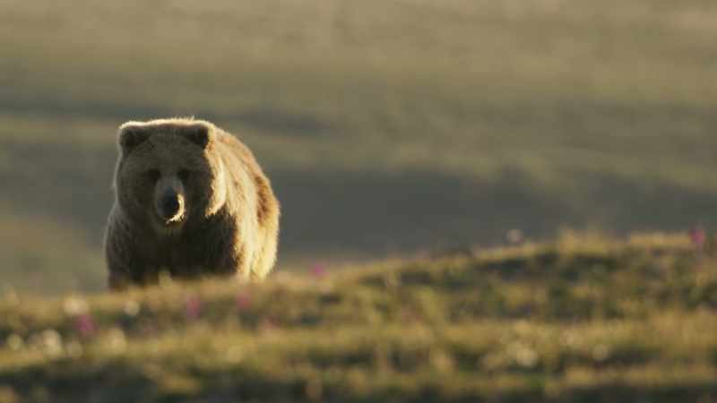 Grizzly bears