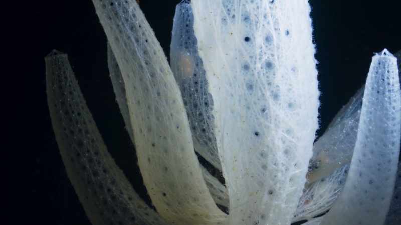 Growing among the corals