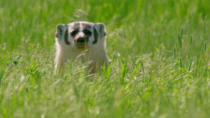 (GROWLS)