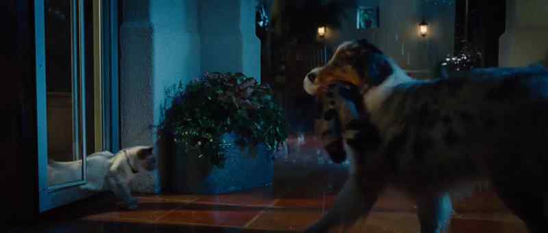 (GRUNTING) Nobody ever puts in a cat door!