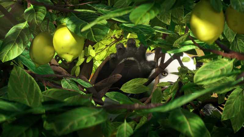 [grunts] But the lemons that hang closer to the trunk
