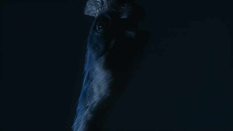 [grunts, squawking]